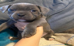 Staffordshire Bull Terrier dogs for sale: Amazing litter of blue staff pups ready to go  - Image 1