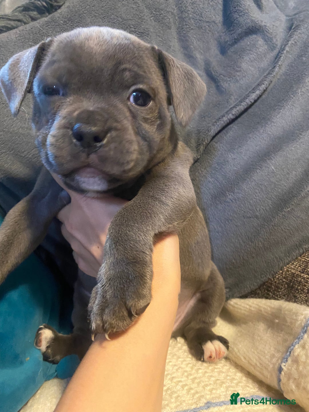 Staffordshire Bull Terrier dogs for sale: Amazing litter of blue staff pups ready to go  - Image 1