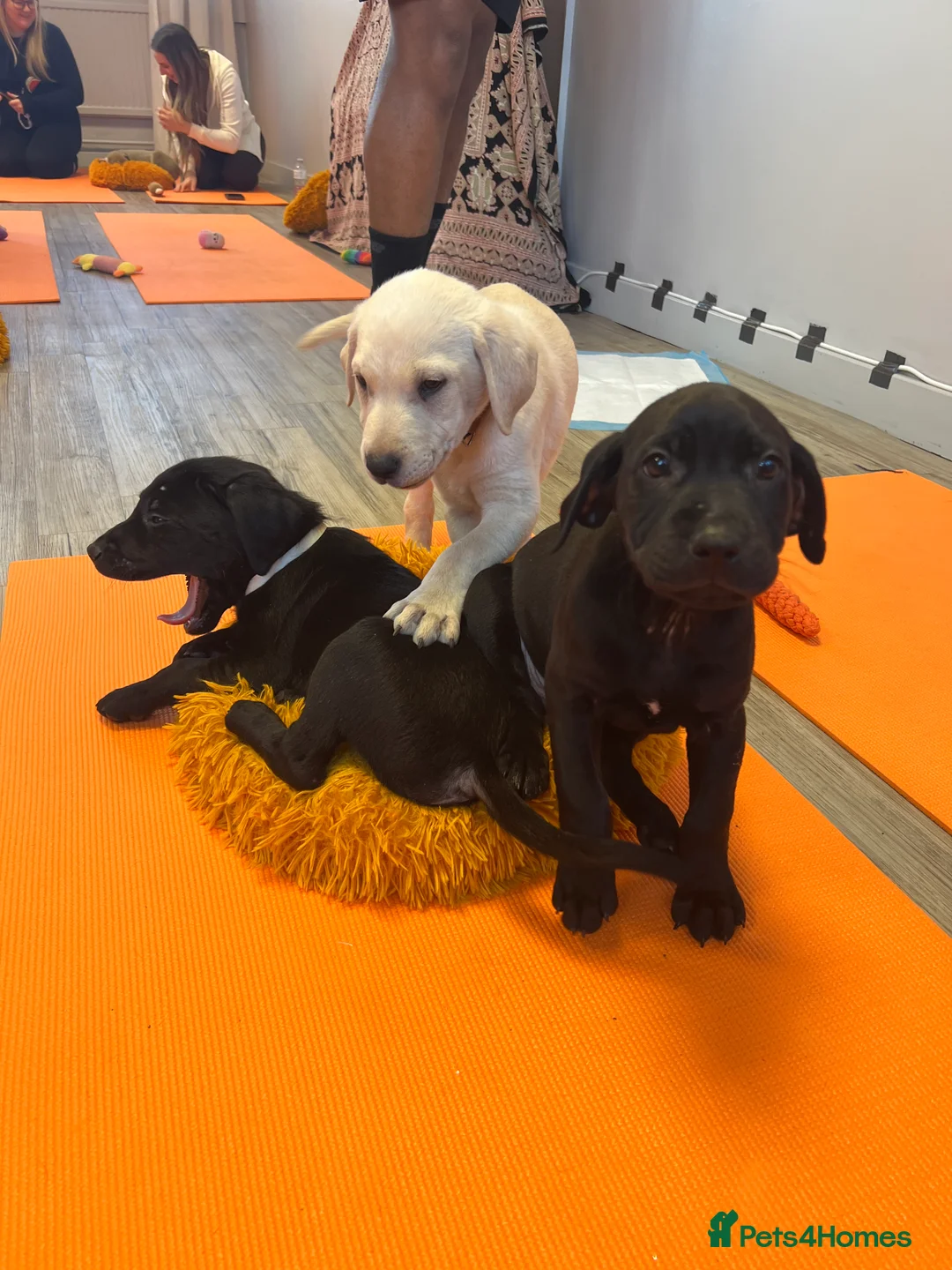 Labrador Retriever dogs for sale: Unique Happy,Healthy beautiful angels well trained - Advert 22