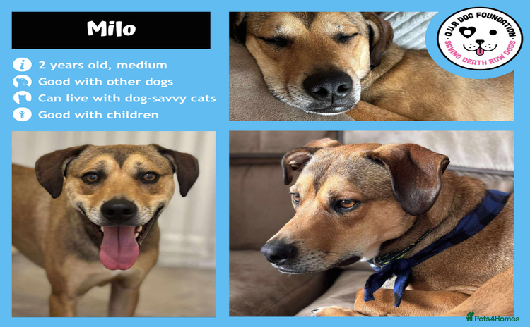 Mixed Breed dogs - Advert 1
