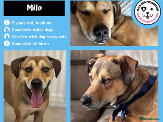 Mixed Breed dogs - Advert 8
