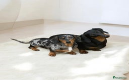 Miniature Dachshund dogs for sale: Stunning litter of Dapples 5 ⭐ Licensed Breeder - Image 19