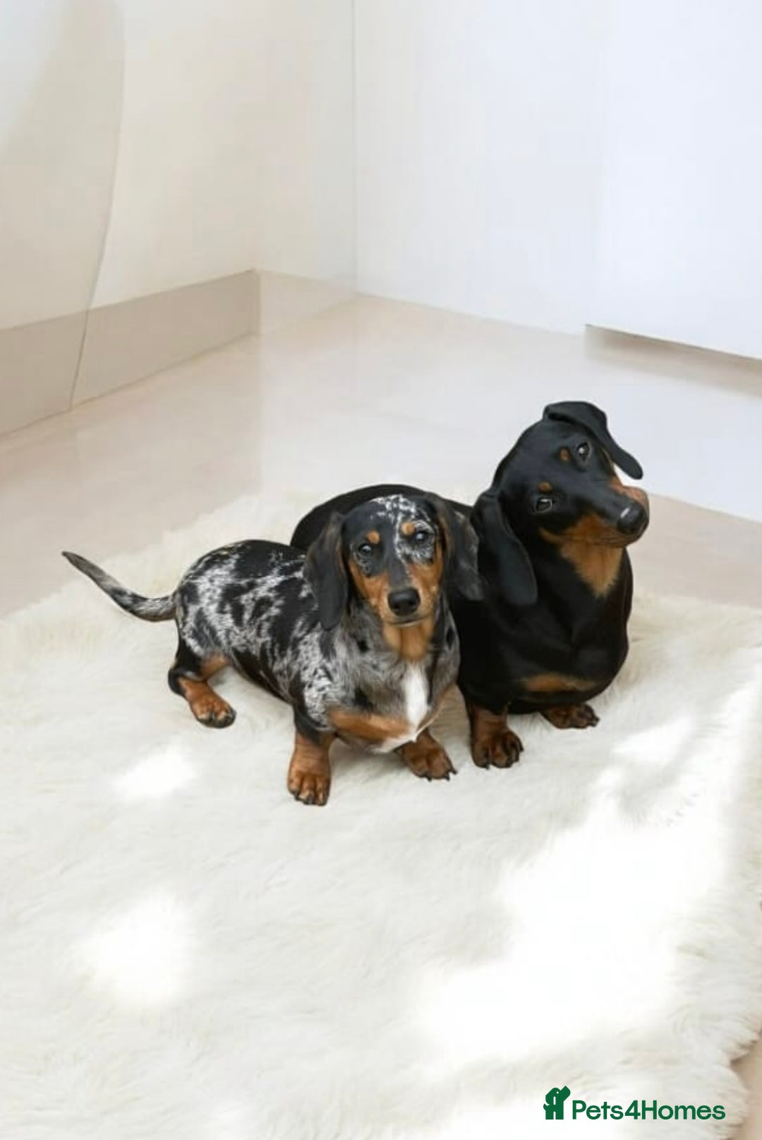 Miniature Dachshund dogs for sale: Stunning litter of Dapples 5 ⭐ Licensed Breeder - Image 19