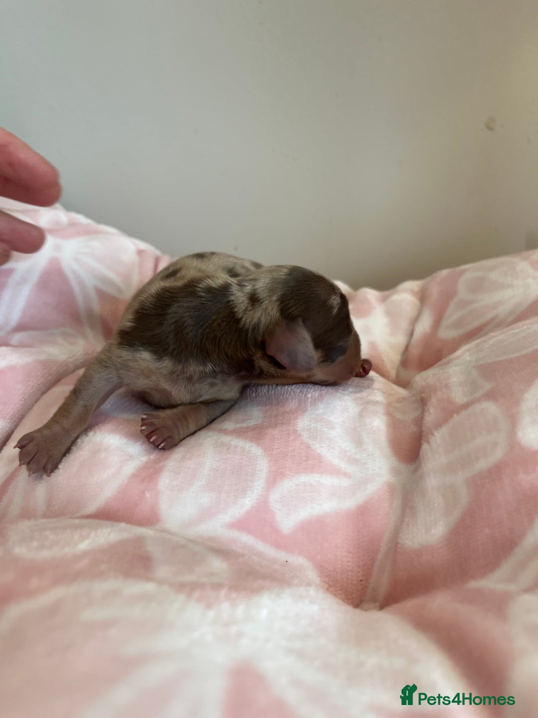 Miniature Dachshund dogs for sale: Miniture dashaund puppies long haired and dapple - Image 5
