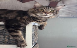 Maine Coon cats for sale: Adult mainecoon female 5 years old needs new home  - Image 6
