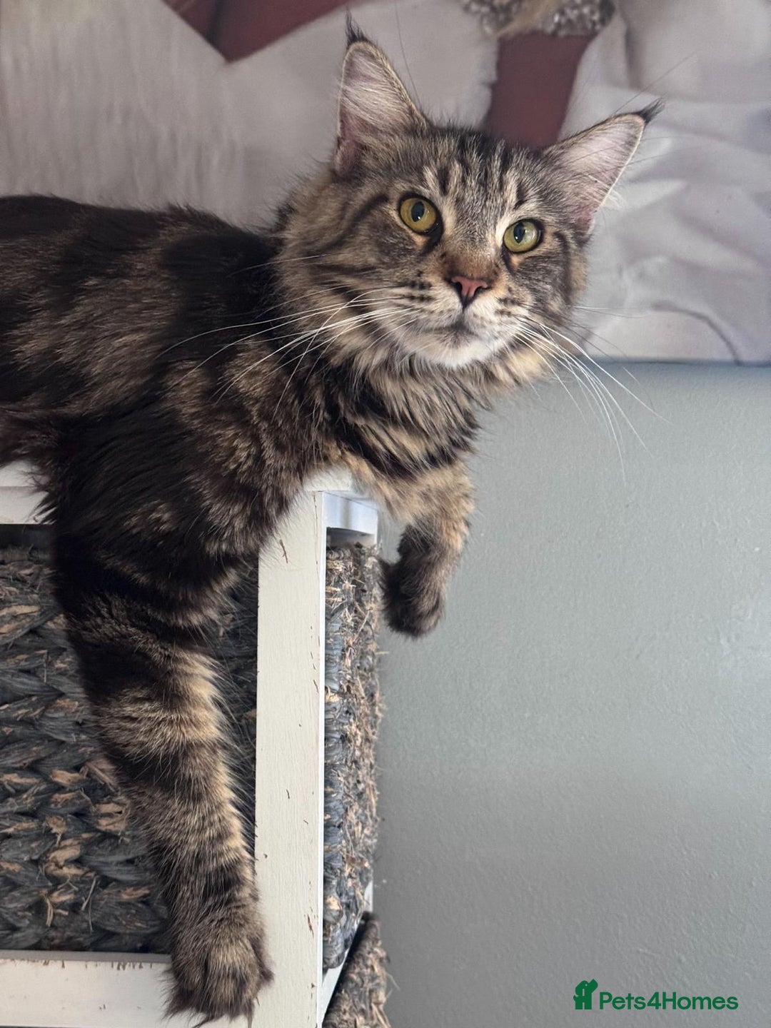 Maine Coon cats for sale: Adult mainecoon female 5 years old needs new home  - Image 6