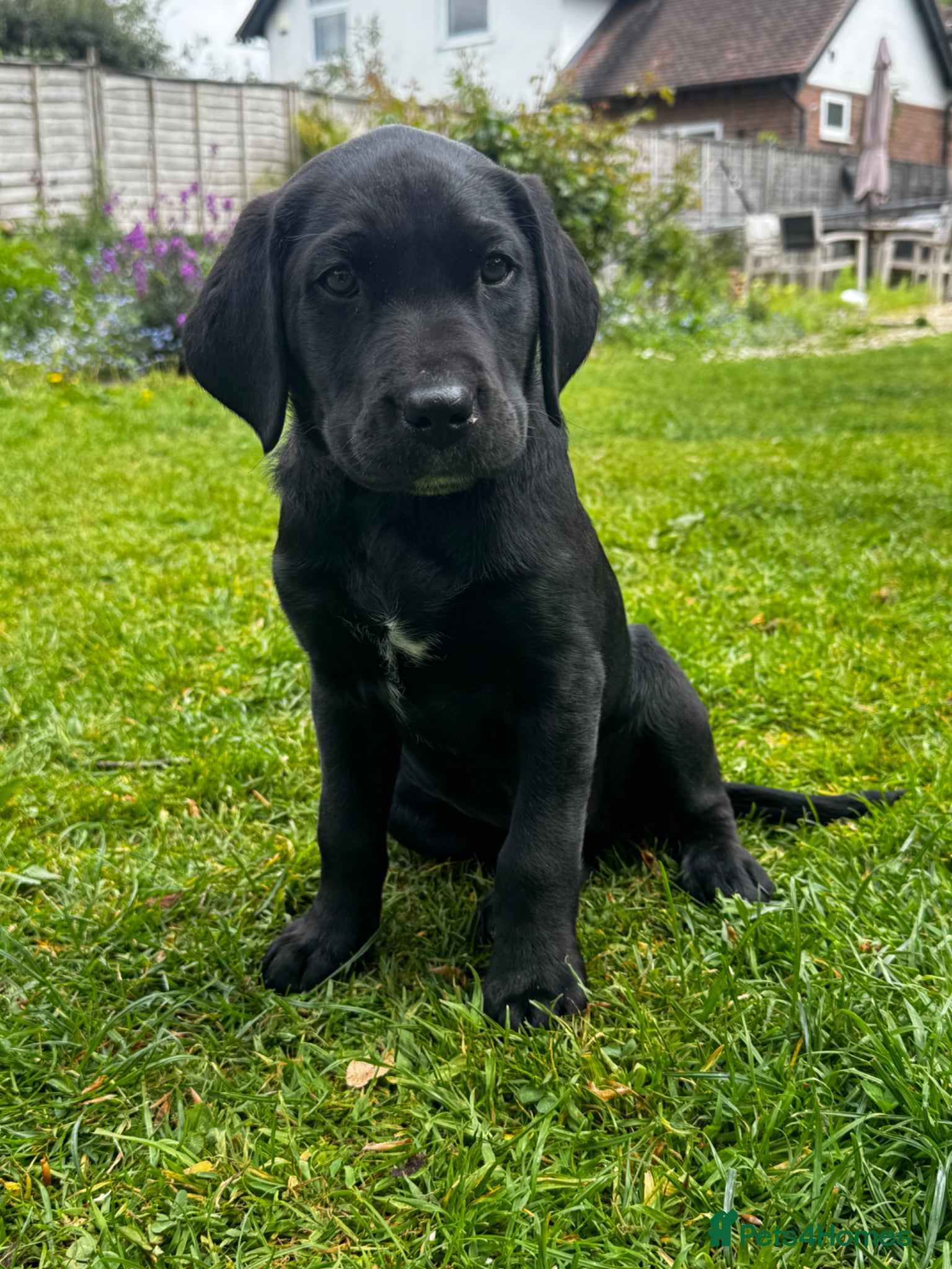 Labrador Retriever dogs KC Black working labradors new forest  - Advert 13