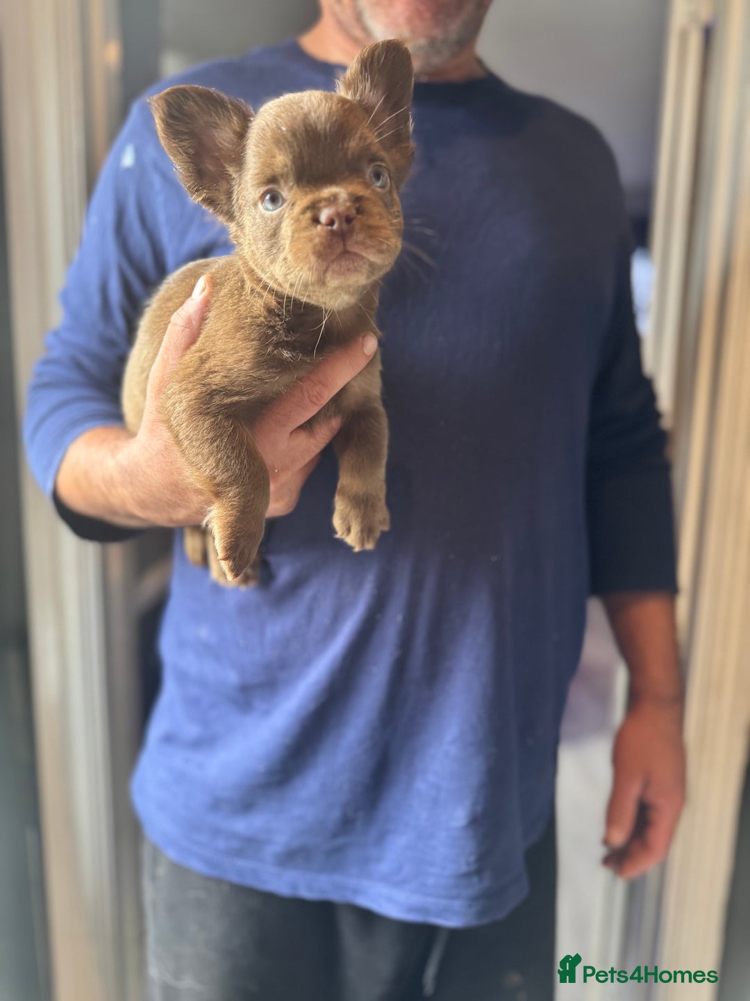 French Bulldog dogs for sale: Three beautiful French bulldogs  - Image 4