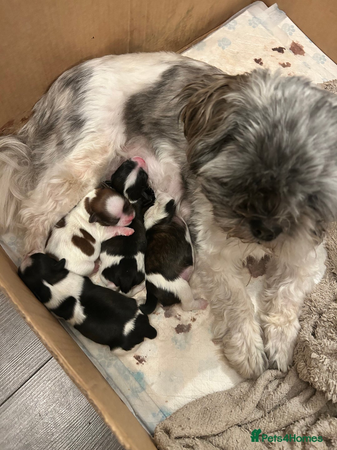 Mixed Breed dogs for sale: 4 beautiful shihapso puppies female - Advert 9