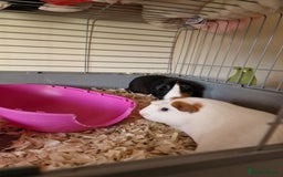 Guinea Pig rodents for sale: Guinea pigs - Image 2
