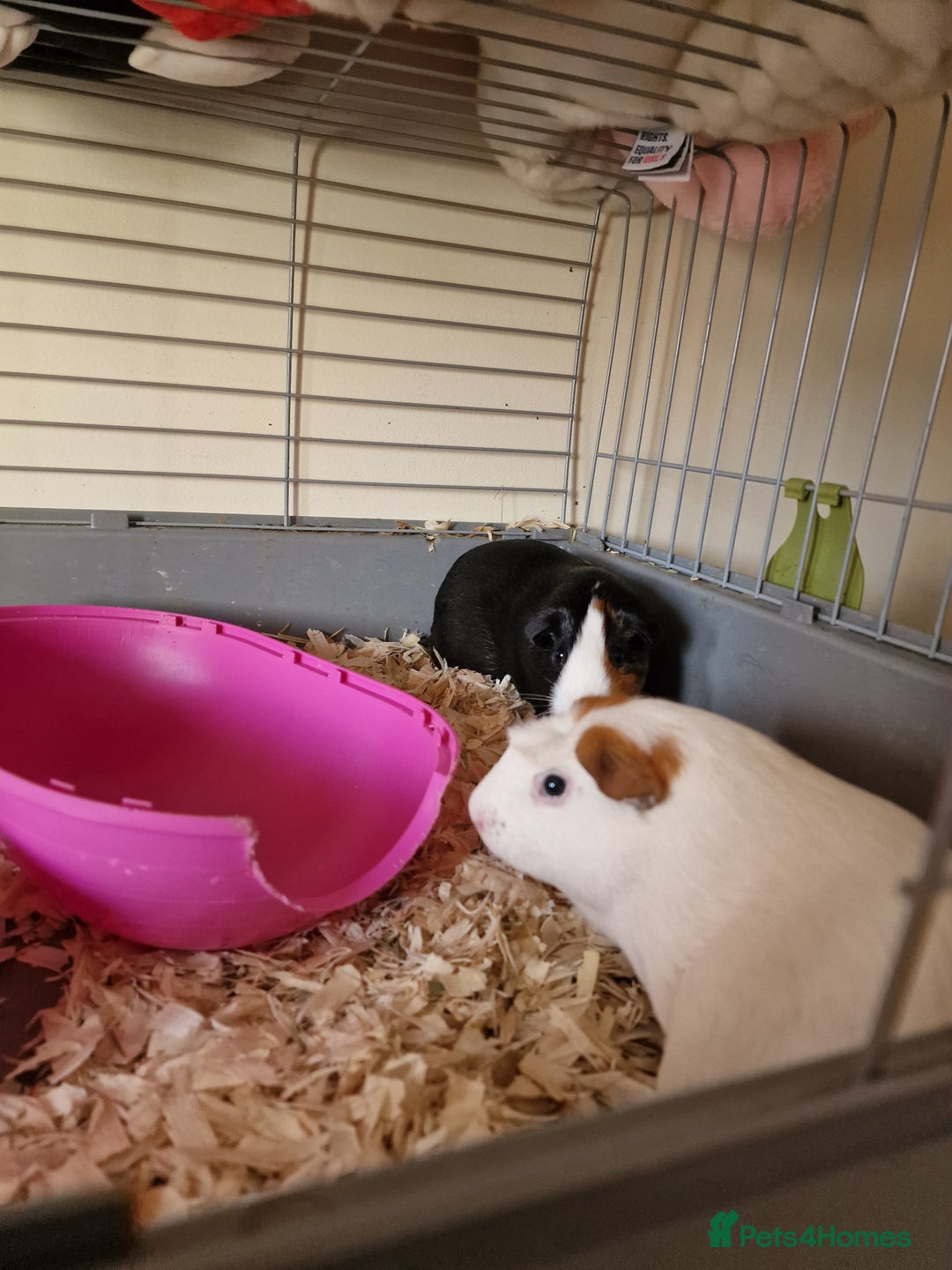 Guinea Pig rodents for sale: Guinea pigs - Image 2