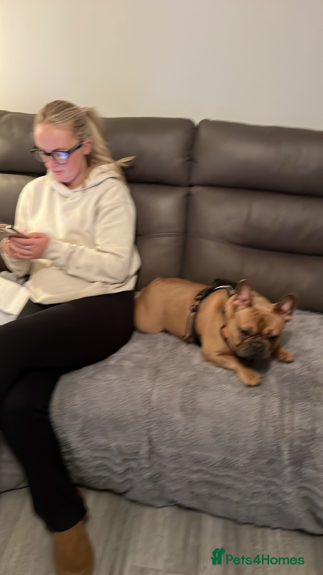 French Bulldog dogs for sale: French bulldog bitch - Image 5