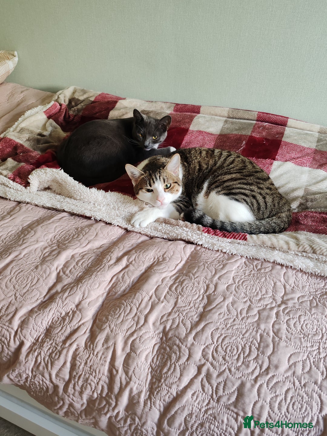 Mixed Breed cats for sale: Grey tuxedo 1 year old female kitten for sale - Advert 7