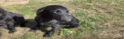 Flat coated Retriever dogs for sale: Working flat coated retrievers  - Advert 5