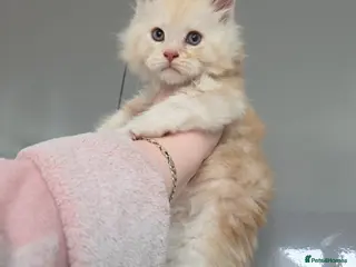 Maine Coon cats Maine Coon Kitten For Sale - Advert 2