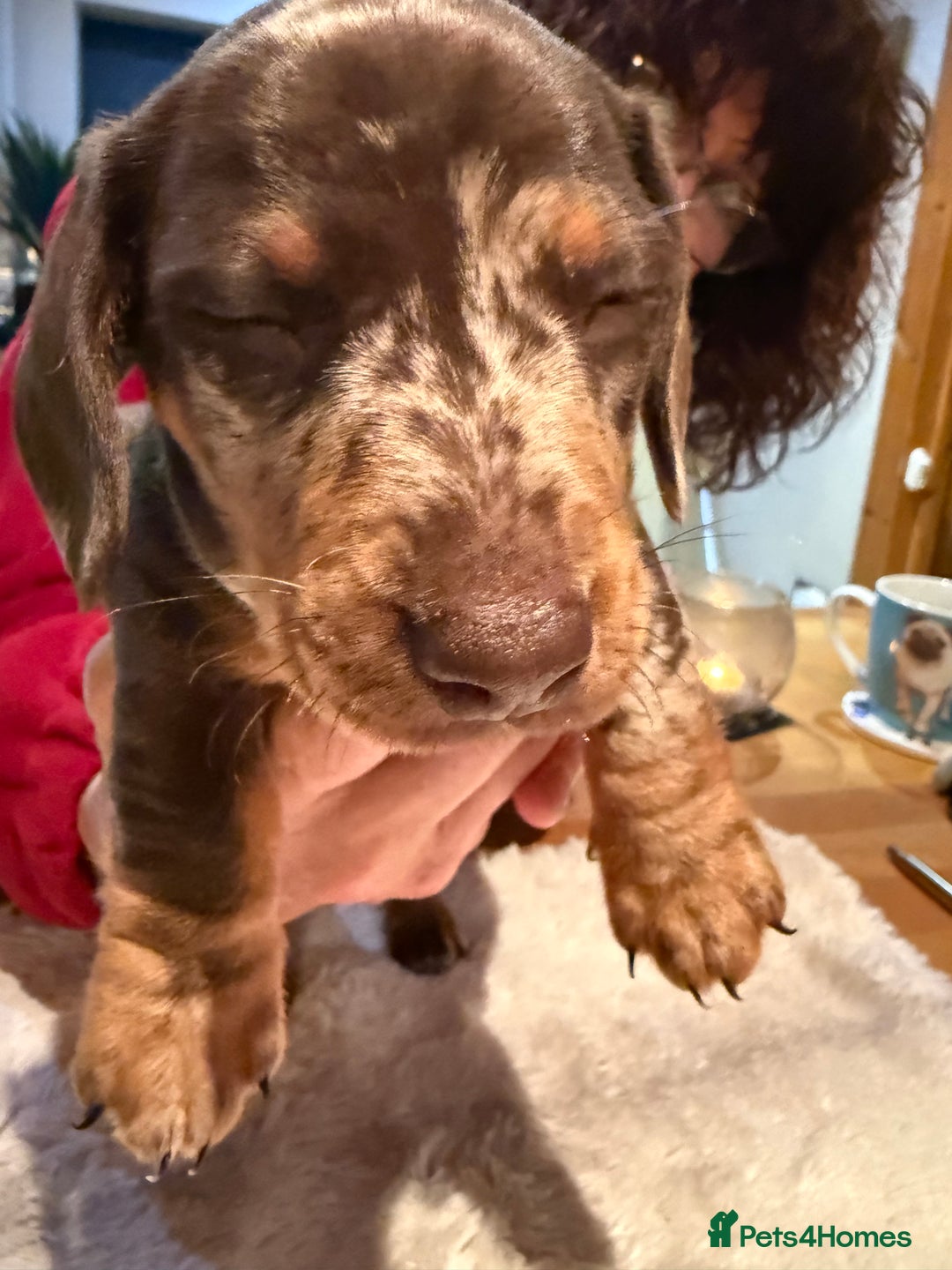 Miniature Dachshund dogs for sale: Miniature Dachshund puppies for sale - Advert 9