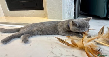 British Shorthair cats - Advert 11