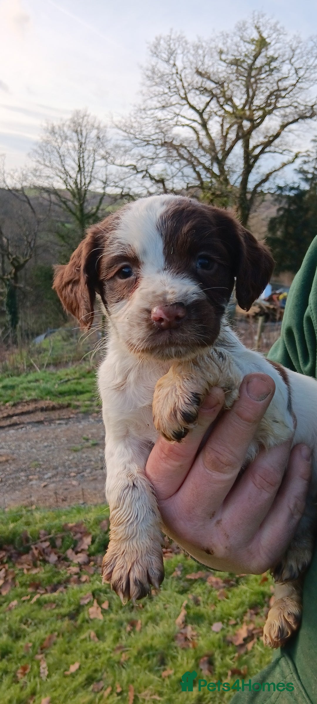 English Springer Spaniel dogs for sale: Springer spaniel puppies mother and father are kc  - Advert 3