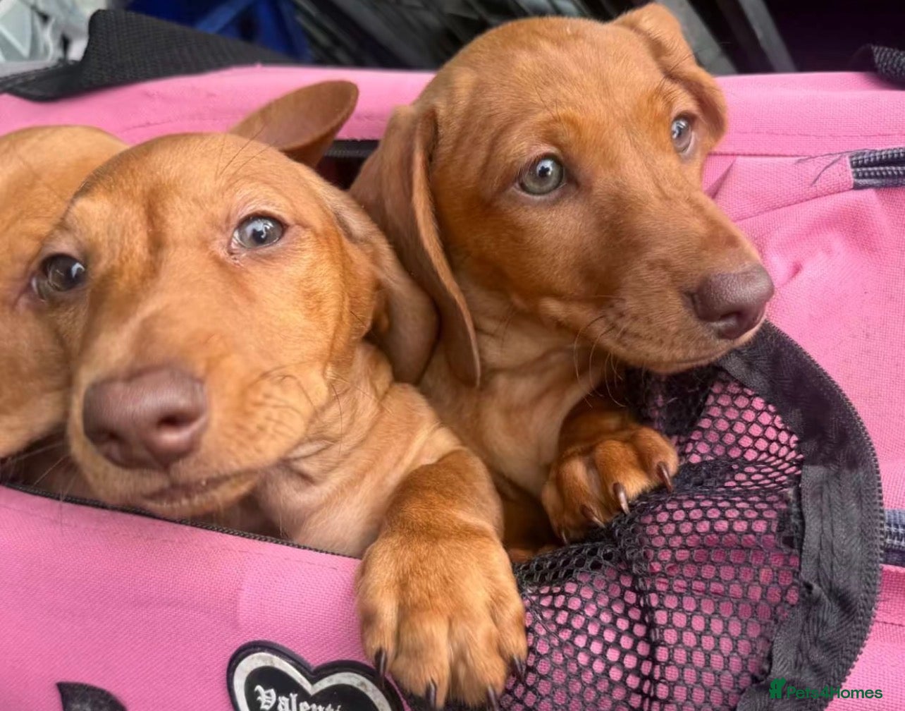 Miniature Dachshund dogs Ready now only two left  - Advert 1