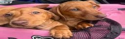 Miniature Dachshund dogs for sale: Ready now only two left had all vacs ready too go  - Advert 9
