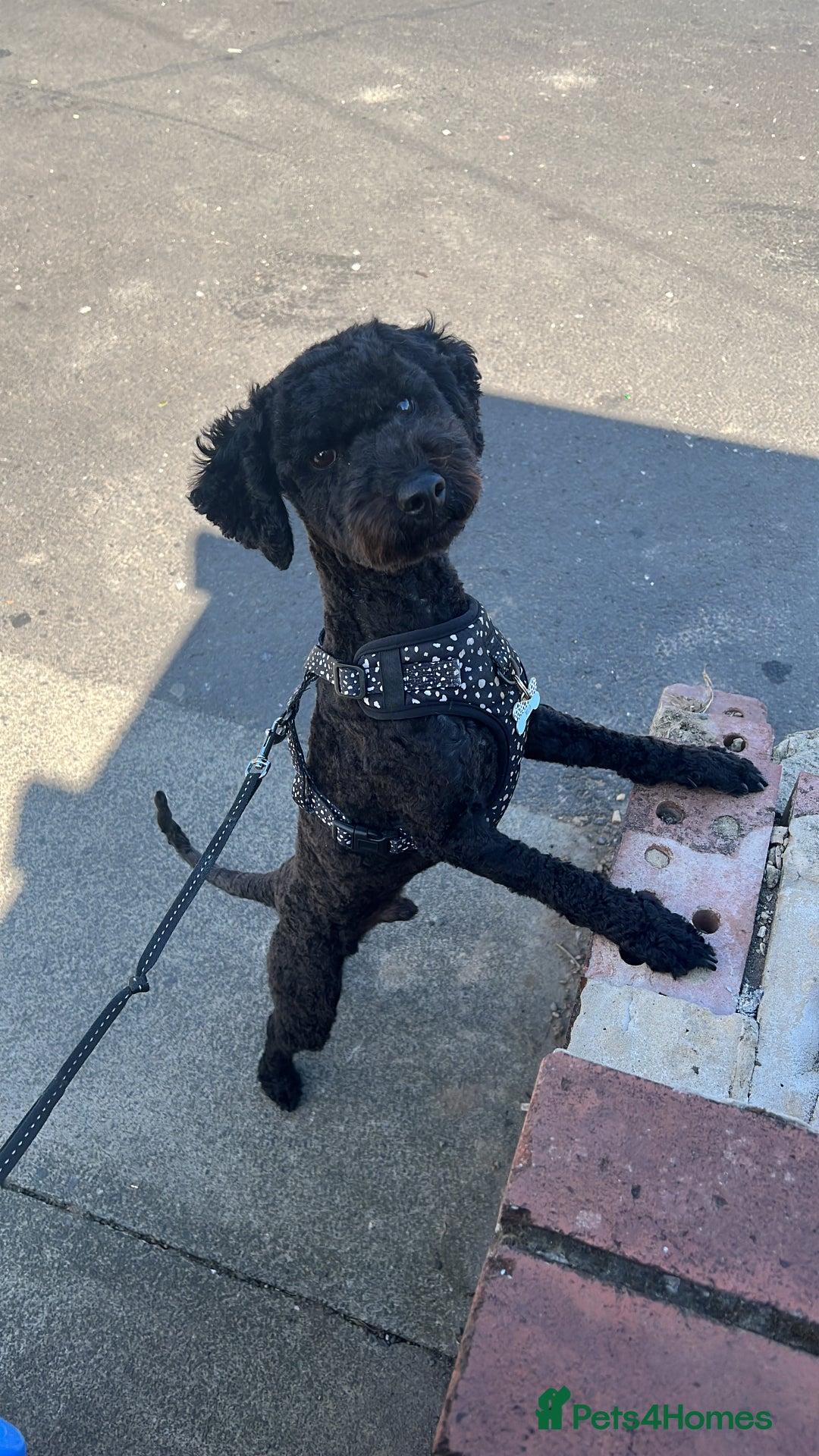 Cavapoochon dogs for sale: Beautiful cavapoochon needing an urgent home! - Advert 4