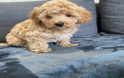 Maltipoo dogs for sale: 10 weeks old, health tested F1 Maltipoo babies  - Image 8