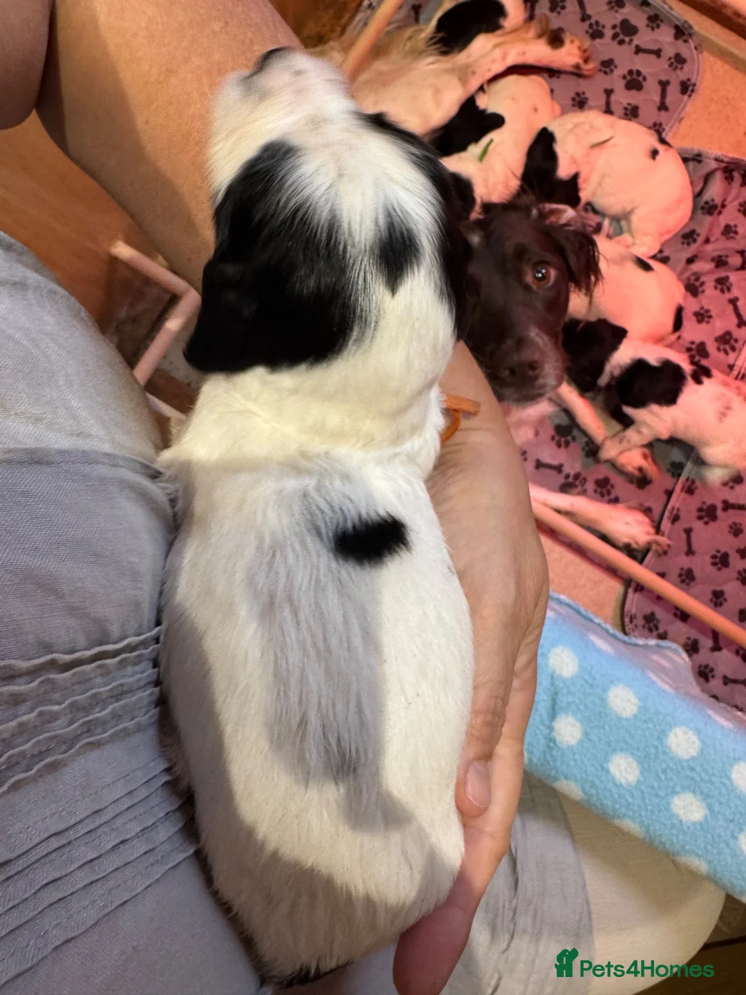English Springer Spaniel dogs for sale: Springer spaniel puppies KC registered - Advert 12