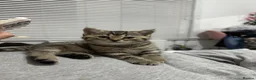 British Shorthair cats for sale: British Shorthair Kittens For sale - Advert 10