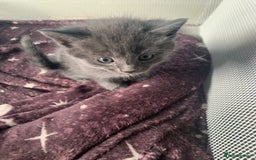 Mixed Breed cats for sale: Kittens - Image 6