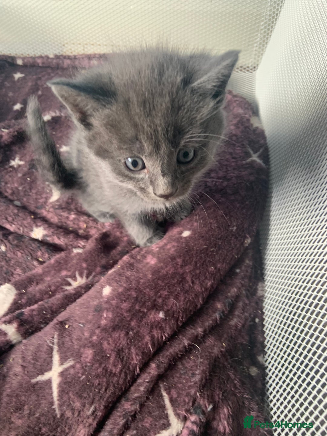 Mixed Breed cats for sale: Kittens - Image 6