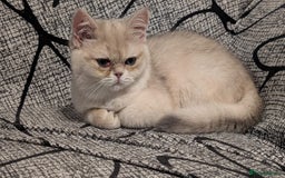 British Shorthair cats for sale: Little funny adorable girl  - Image 3