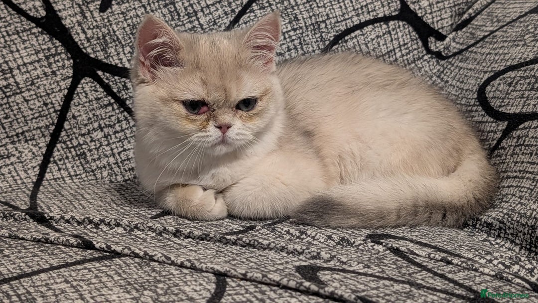 British Shorthair cats for sale: Little funny adorable girl  - Image 3