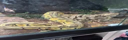 Python Snake reptiles for sale: Ball python for sale - Advert 4