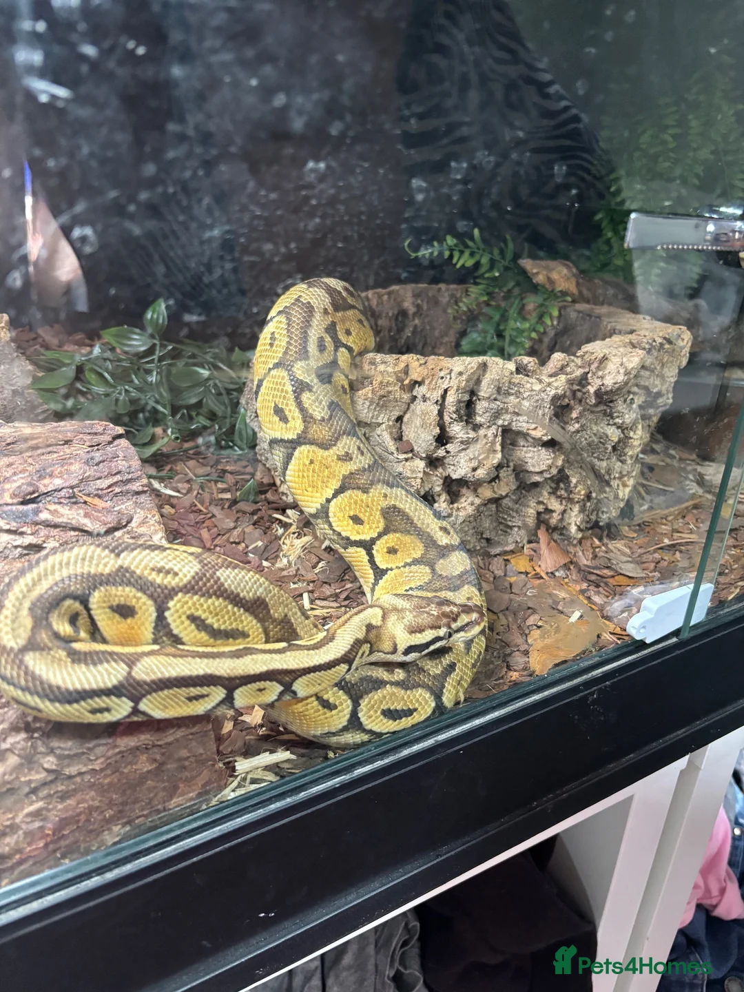 Python Snake reptiles for sale: Ball python for sale - Advert 4