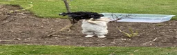 Lionhead rabbits for sale: Lionhead rehome in Solihull - Advert 11