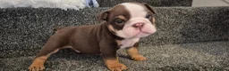 English Bulldog dogs for sale: Kc registered English bulldogs  in Plymouth - Advert 13