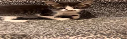 American Shorthair cats for sale: 4 male american shorthairs in Farnborough - Advert 6