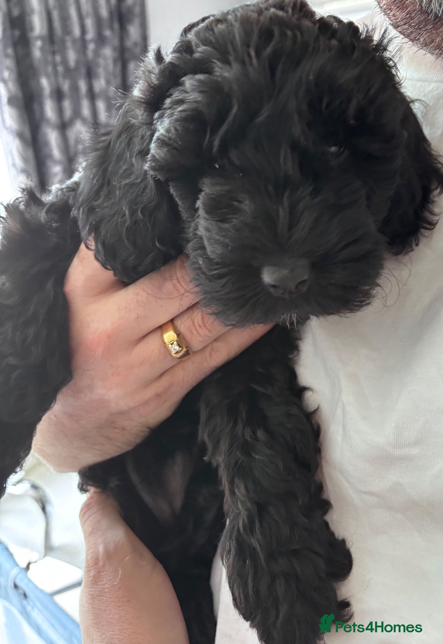 Cockapoo dogs Ready- vaccinated, microchipped Cockapoo Puppies  - Advert 2
