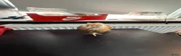 Chickens poultry for sale: Multi coloured mixed breed hybrid chicks  - Advert 31