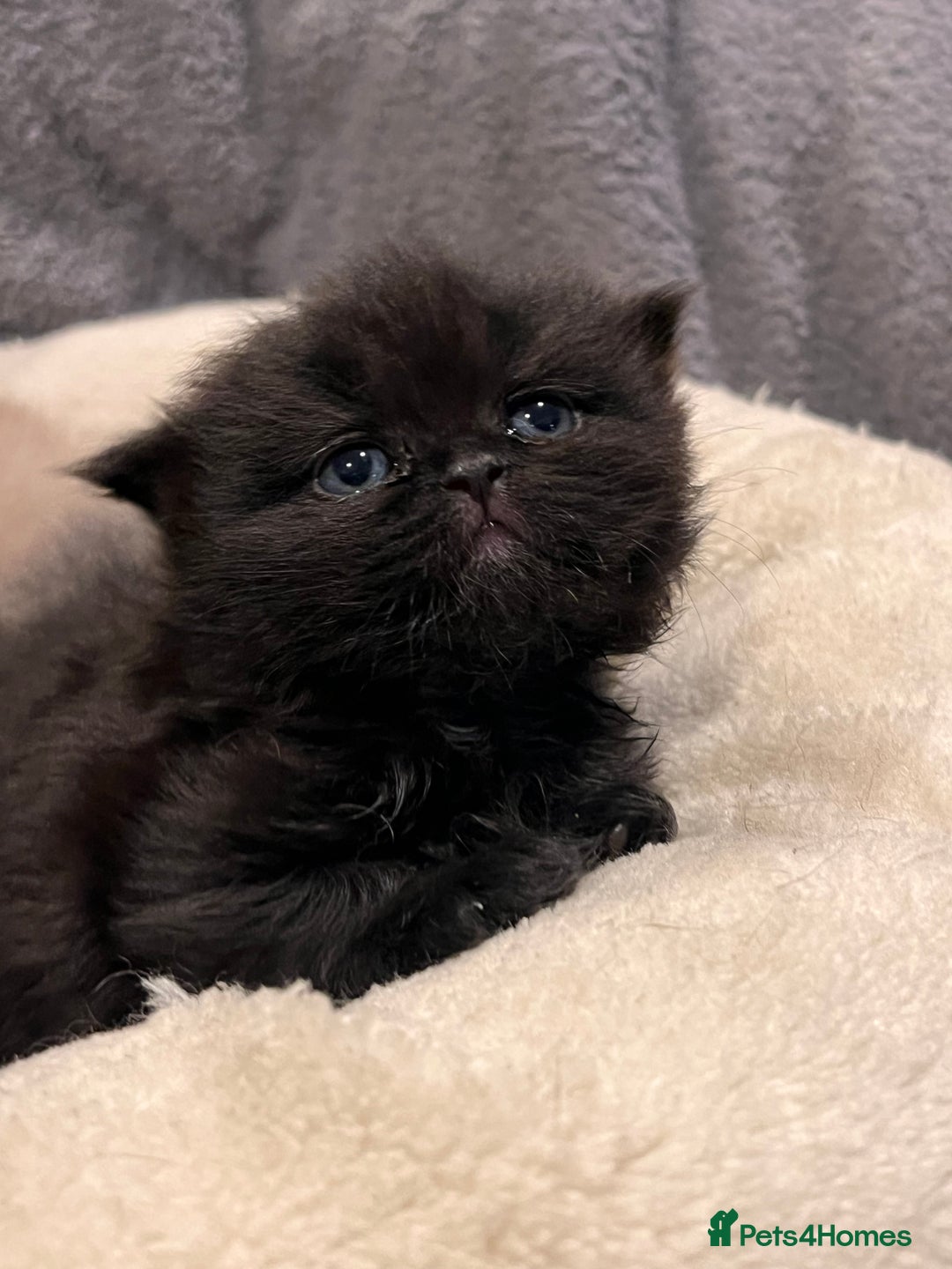 British Shorthair cats for sale: Multi-colour GCCF British Shorthair kittens  - Advert 30