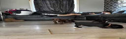 Mixed Breed dogs for sale: Dobockers for sale  in Manchester - Advert 7