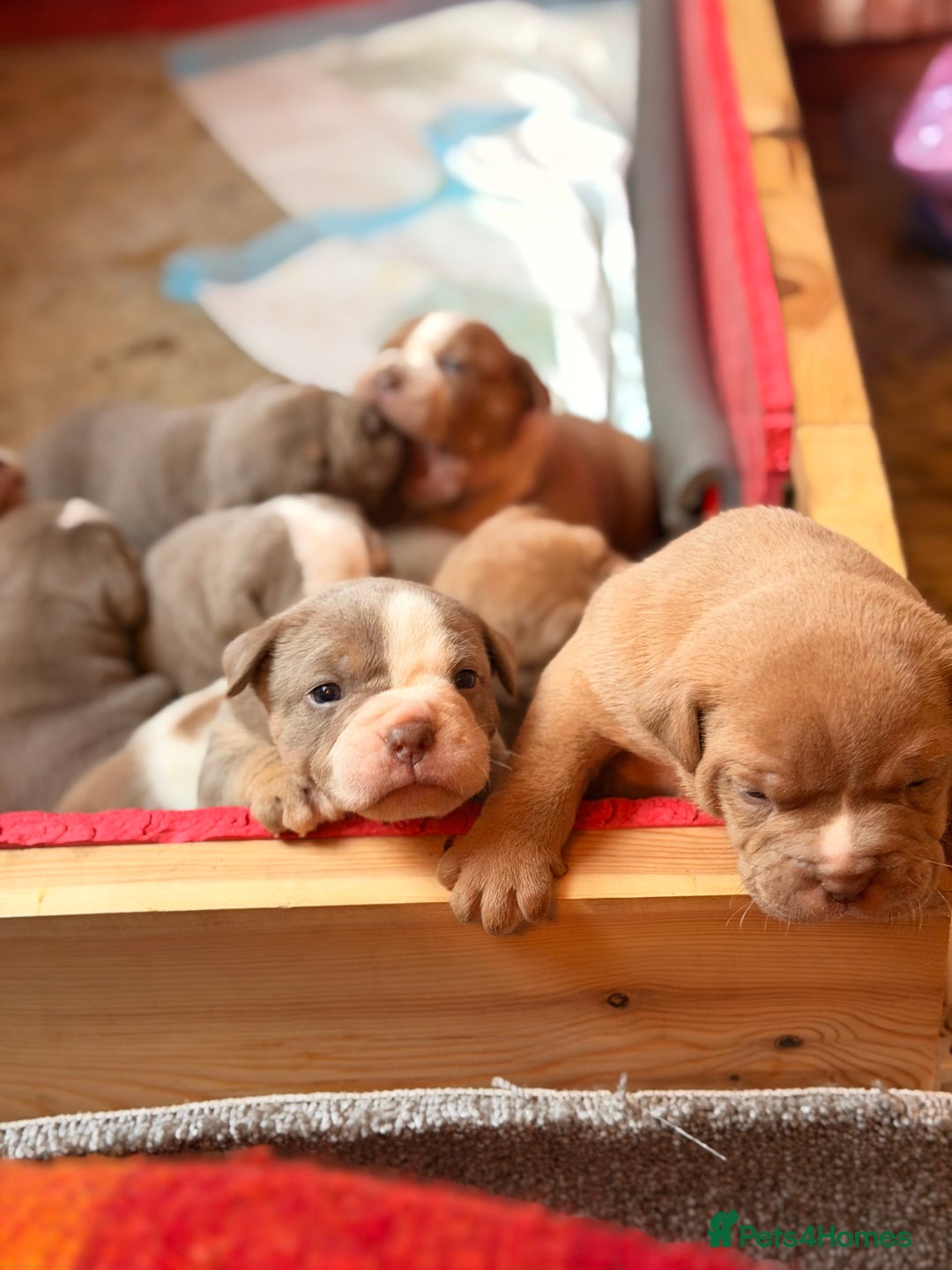 Olde English Bulldogge dogs for sale: Olde English Bulldog Puppies - Family Raised  - Advert 35