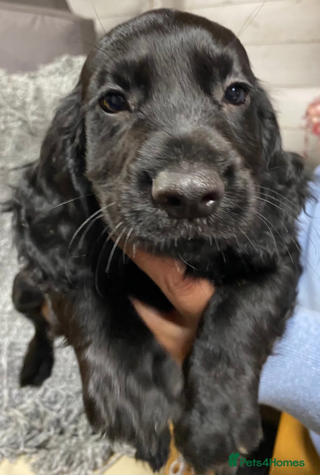 Cocker Spaniel dogs for sale: 5 BEAUTIFUL COCKER SPANIEL KC REG PUPPIES - Image 21