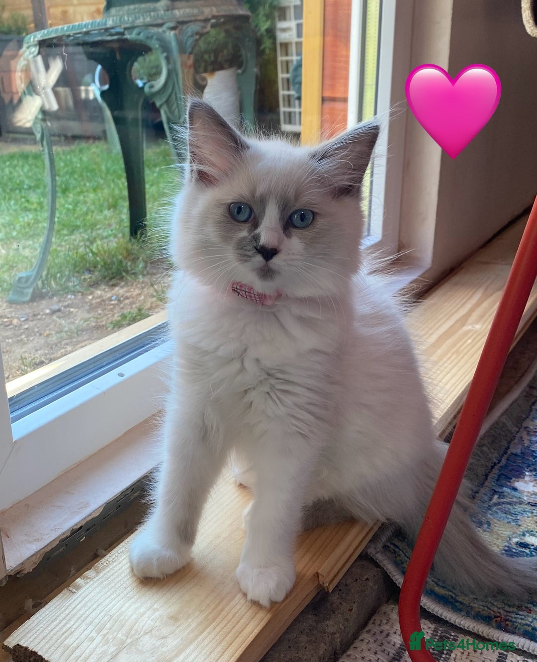 Ragdoll cats for sale: Ragdoll kittens one girl available  - Image 10
