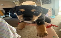 Mixed Breed dogs for sale: Jack Russel Cross Puppies ready 14th October 2025 - Image 9