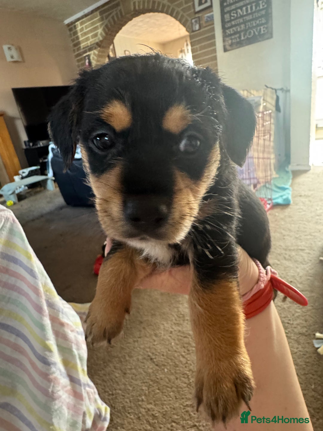 Mixed Breed dogs for sale: Jack Russel Cross Puppies ready 14th October 2025 - Image 9