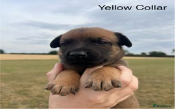 Belgian Shepherd Dog dogs for sale: Beautiful Belgian Malinois puppies - Image 4