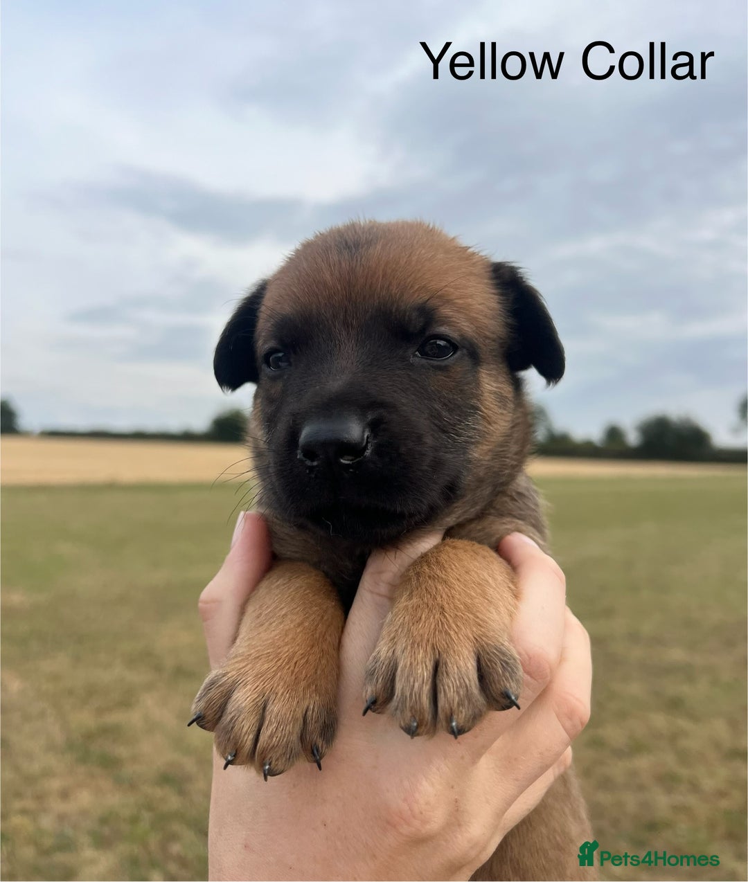 Belgian Shepherd Dog dogs for sale: Beautiful Belgian Malinois puppies - Image 4
