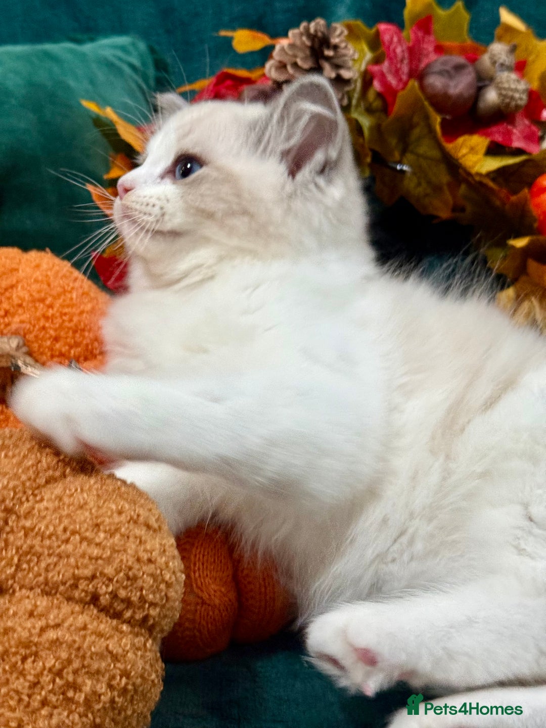 Ragdoll cats for sale: WORLD BEATIFUL RAGDOLL KITTEN/FIFe - Image 7