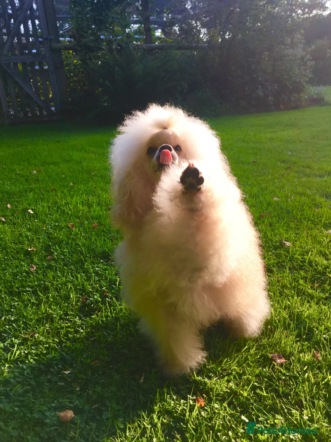 Toy Poodle dogs for stud: Apricot Toy Poodle Stud carries parti and phantom in Stockton-on-Tees - Advert 2